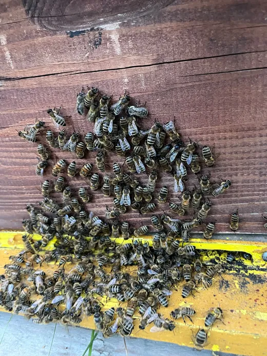 Pčele na letu ispred košnice